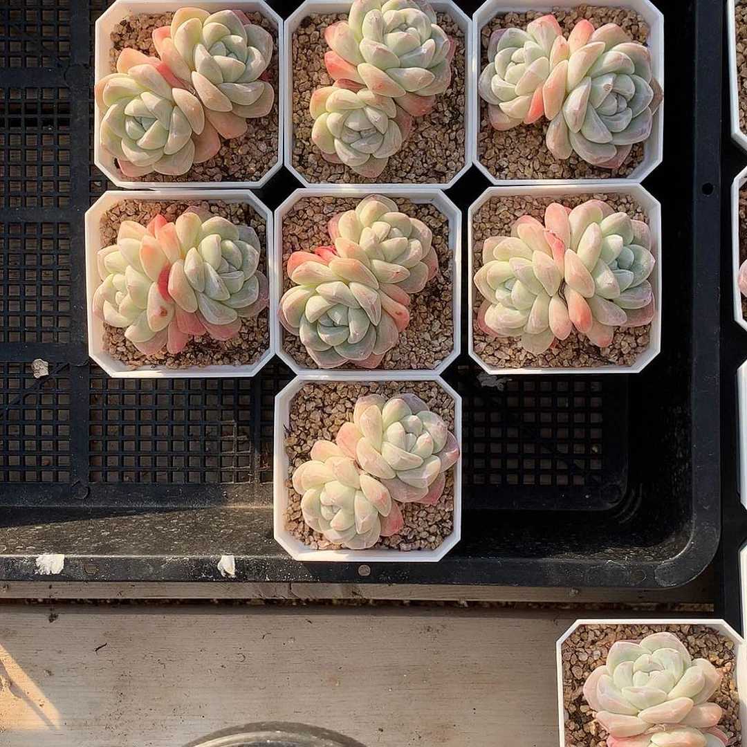 想**糖糖姐的冰玉九颗多肉