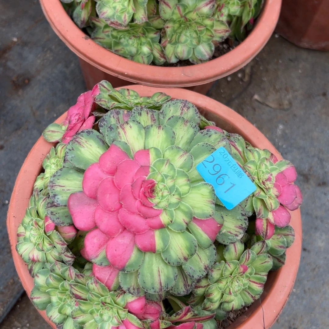 爱****菇2961知否多肉植物系