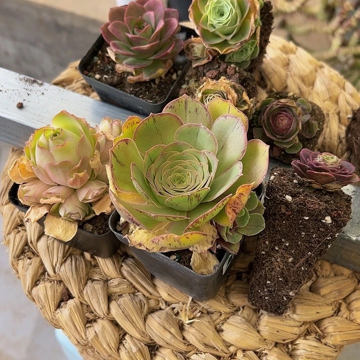 敏*精品系列山地玫瑰