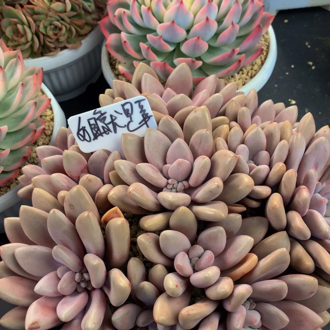 原始虞美人好看好看好看