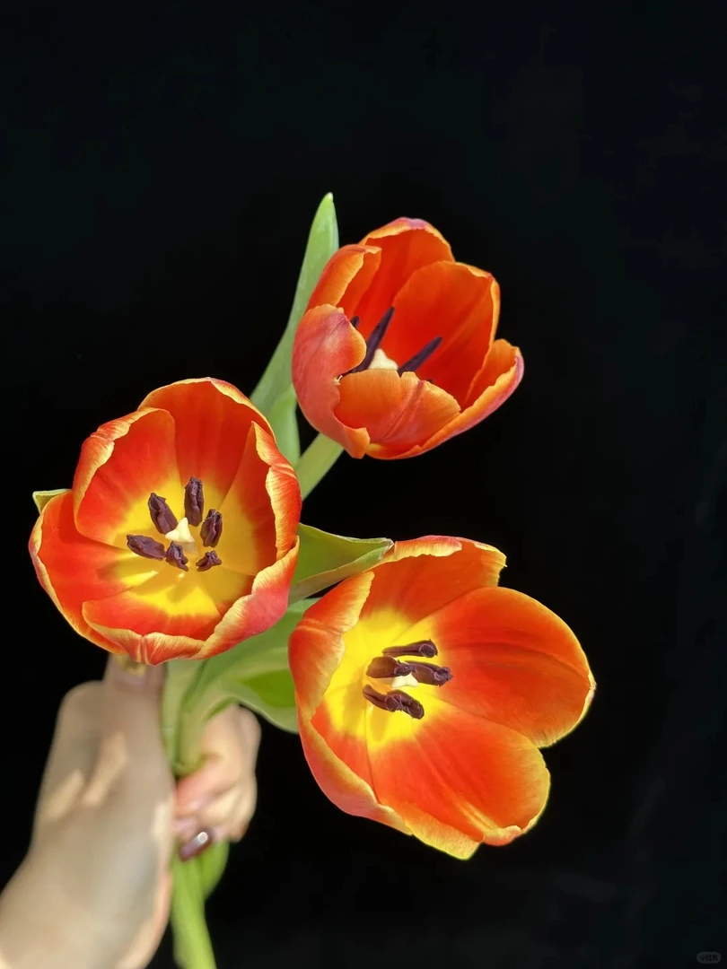 橙色郁金香 鲜花收到需醒花 0°以下需拍保温棉 发出无法退款