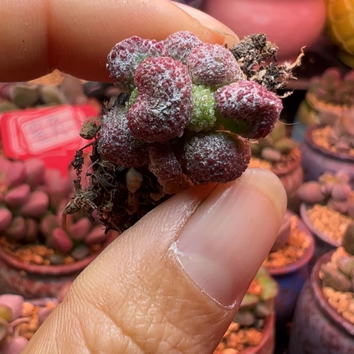 杂交#一物一拍，感谢支持