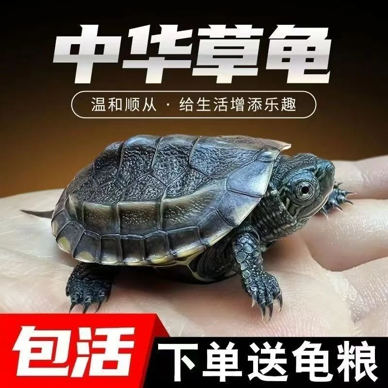 7只2-3CM 中华草龟活体小乌龟外塘浅水龟宠物观赏冷水龟花龟苗