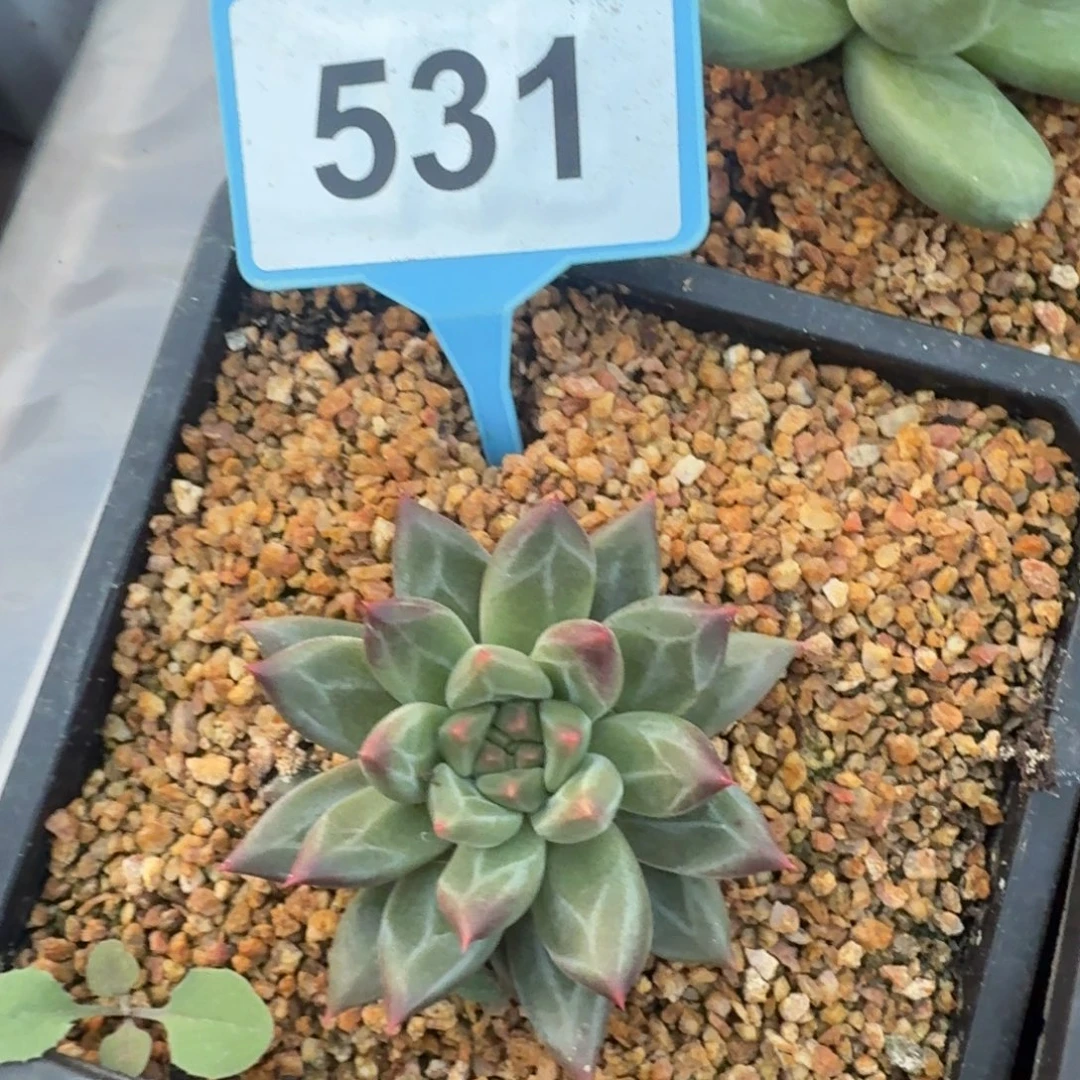 韦斯特曼一物一拍531