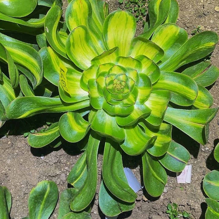 0871暴君多肉植物