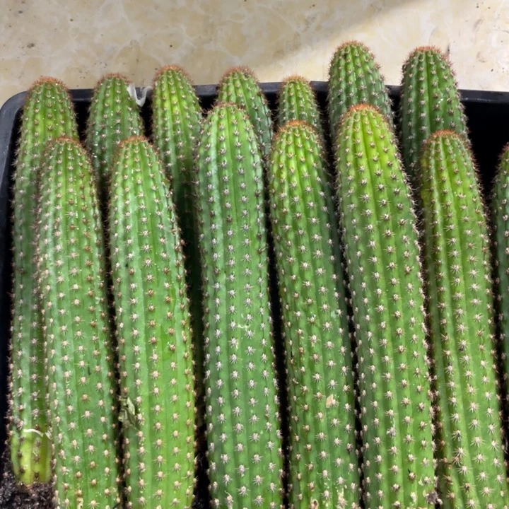 卡布奇诺自根金妞保15公分