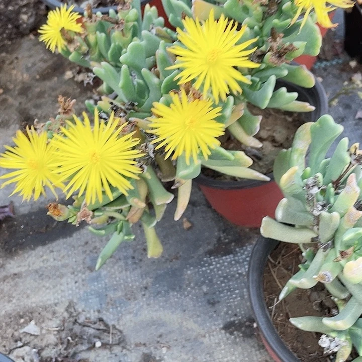 老桩群快刀斩乱麻满25包邮