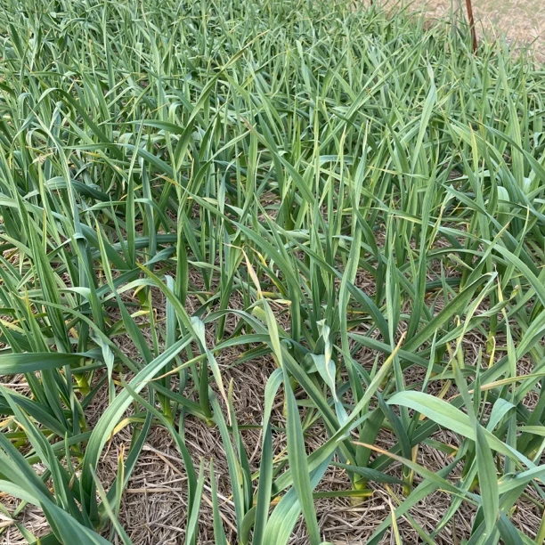 新鲜现挖江西余干本地露天红皮大蒜苗