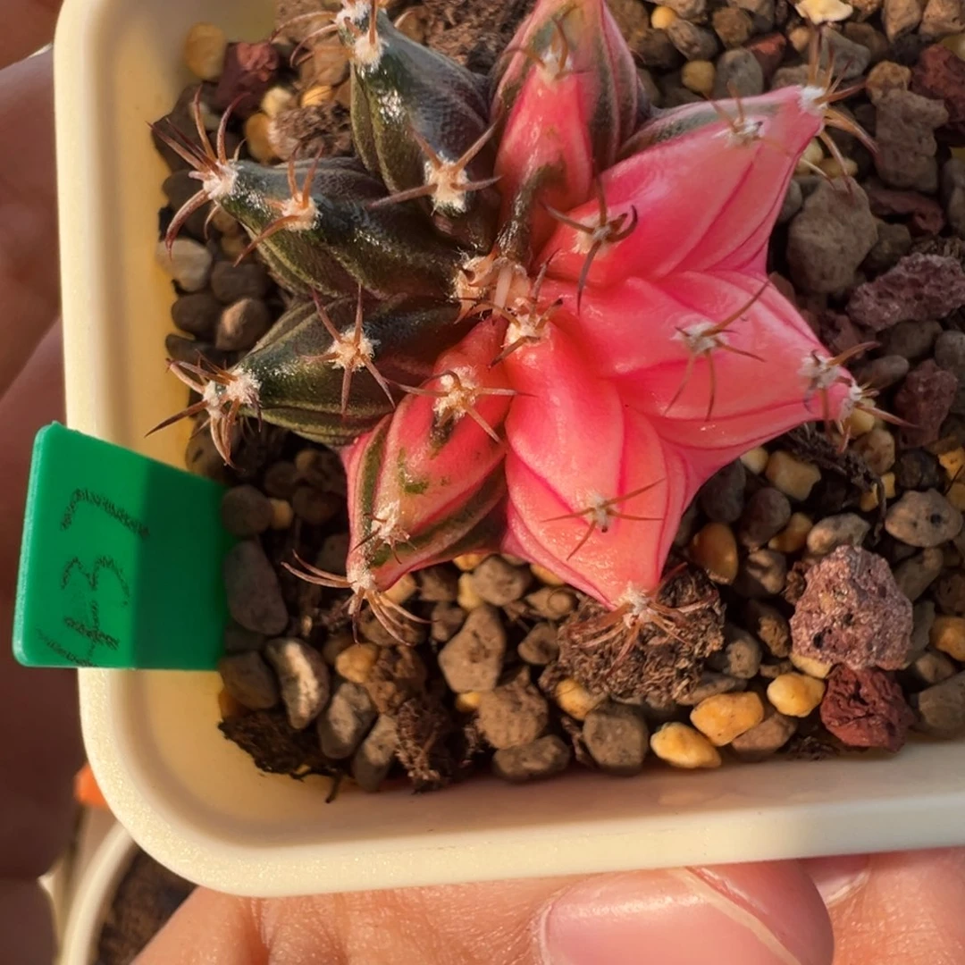 220 好看的米哈冲冲冲