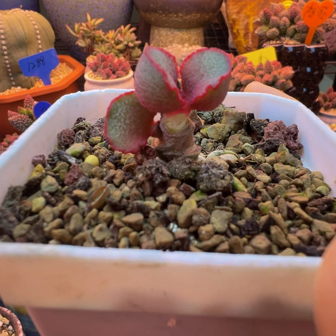 我们的目标就是成为更优秀