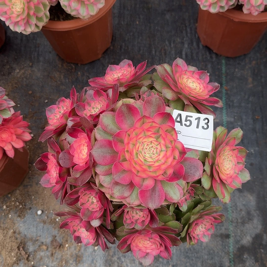 荔枝多肉法师a513