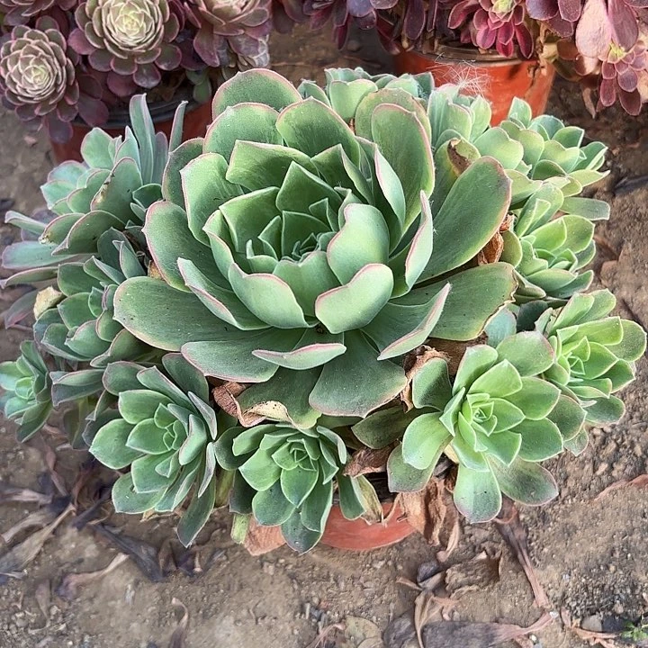 多肉植物玉龙观音锦10