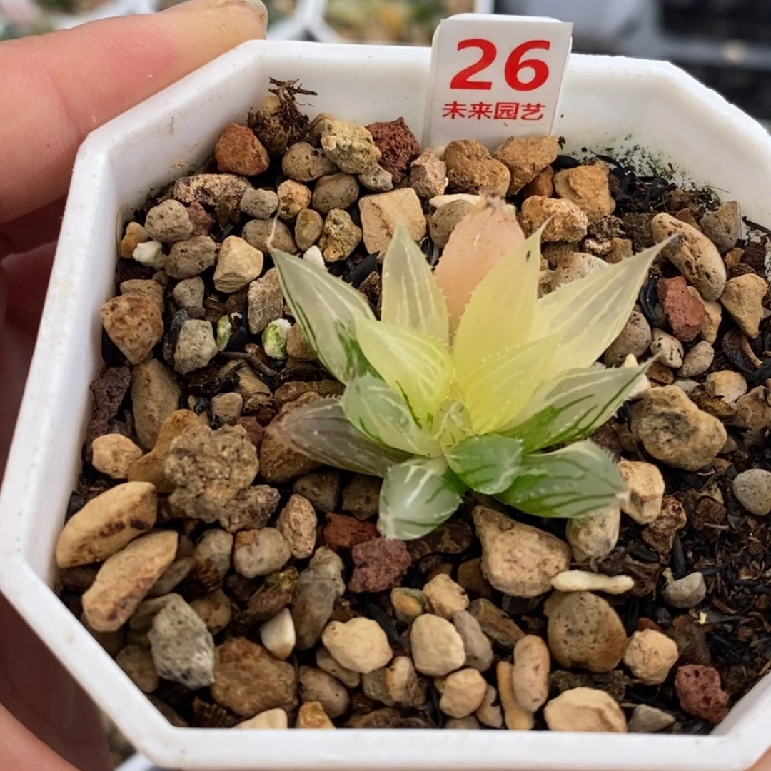 26大卫针管玉露锦一物一拍