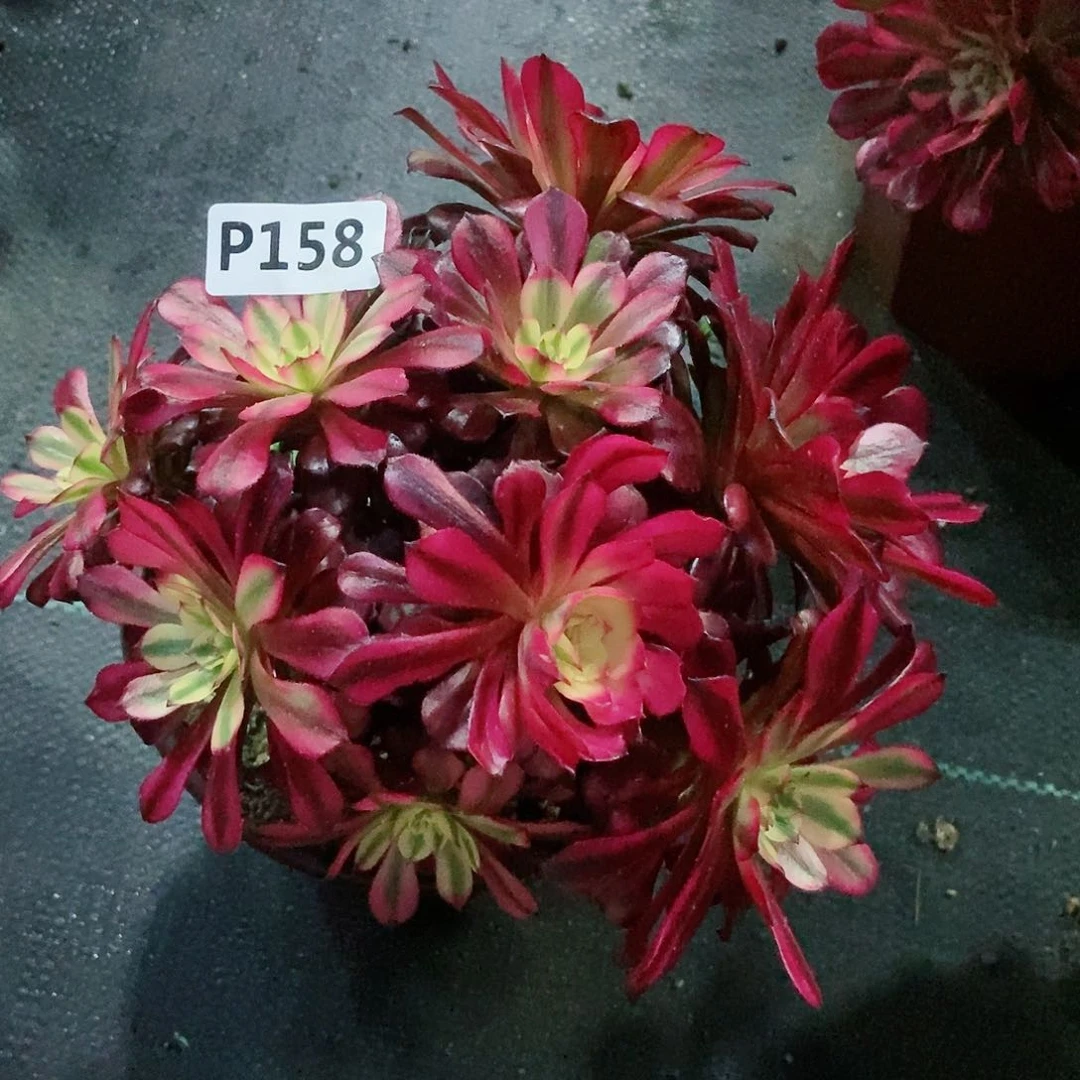 红陶池**色158美肌丛林3小颗多肉