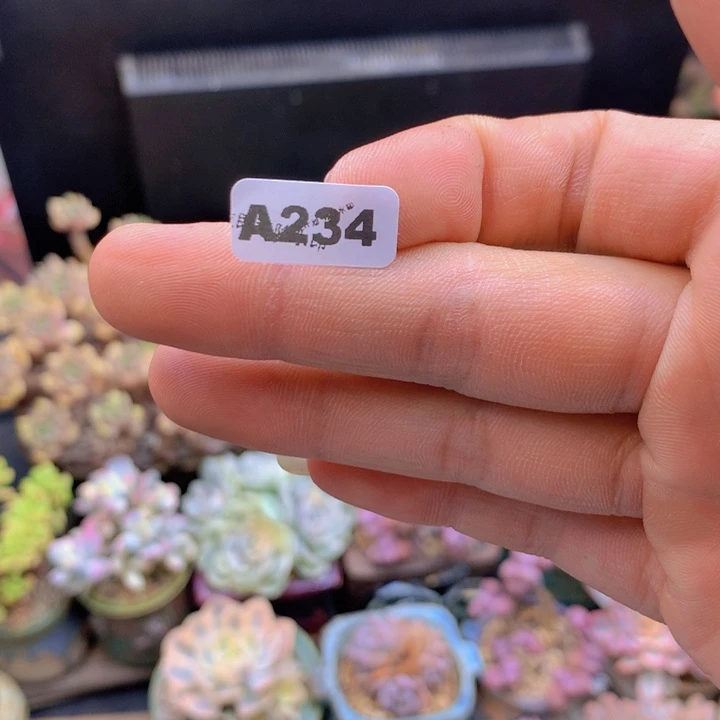 阿***伟一物一拍含盆土满38包邮A234啊伟