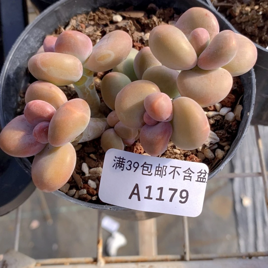 kk奶9cm1179多肉植物