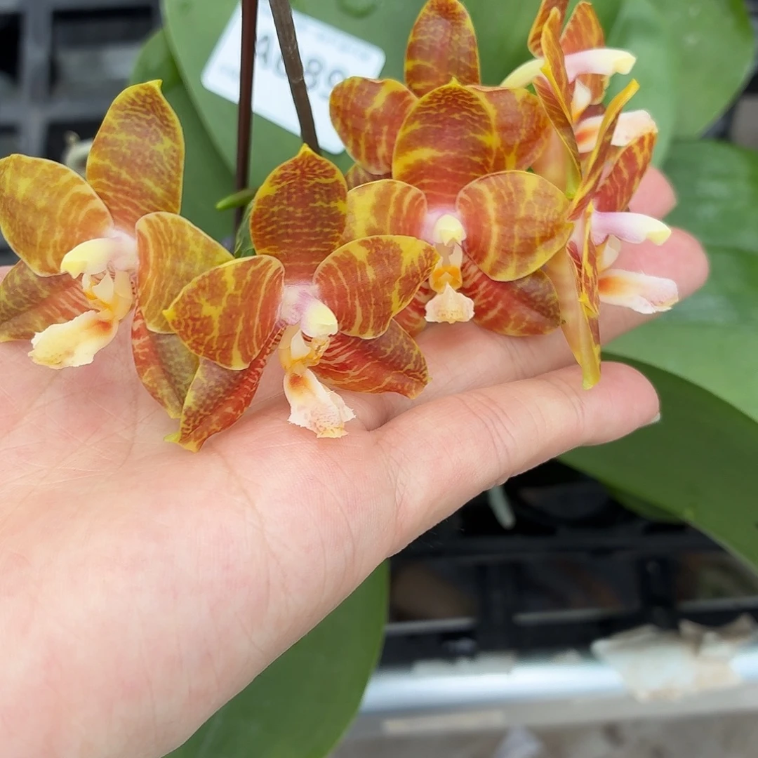 当前无花朵，栽培后可花朵A089yss1169