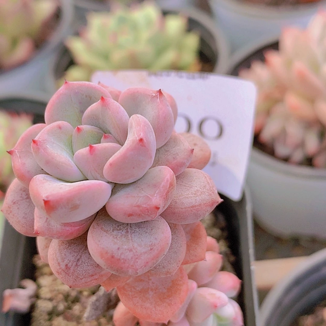 【闪购商品】云300