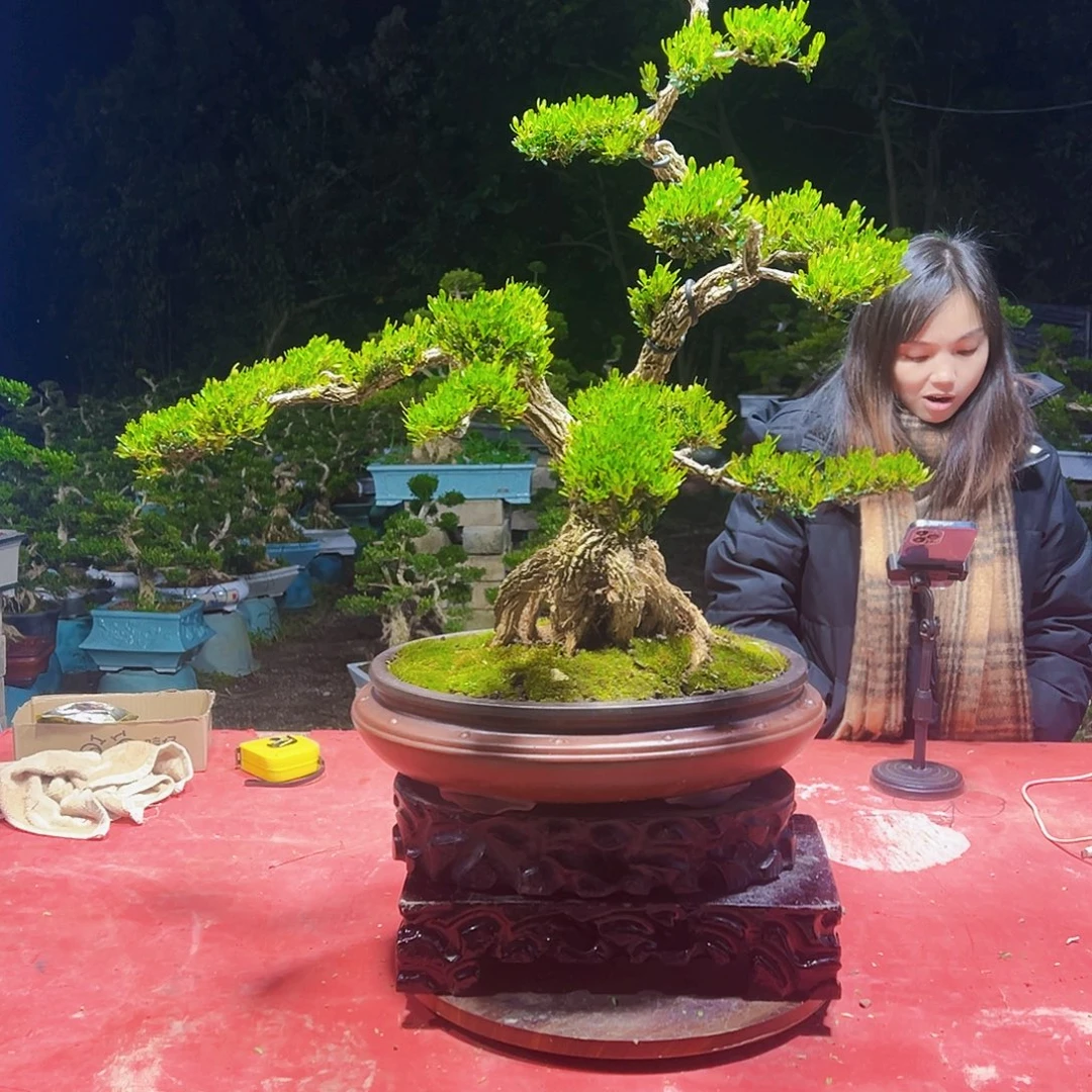 无花朵广东黄杨盆景