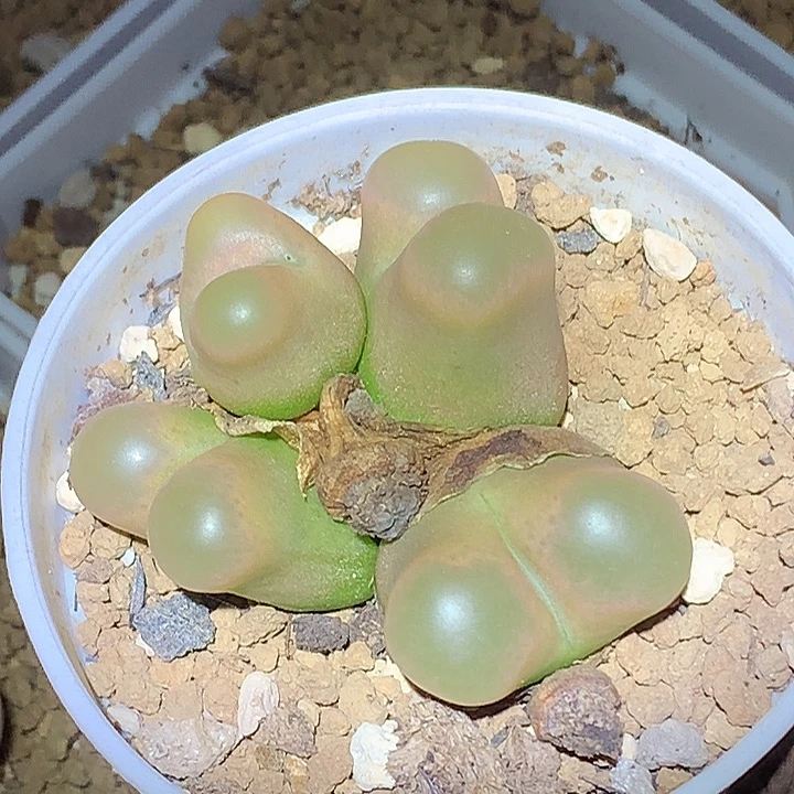 精品多肉植物精品多肉