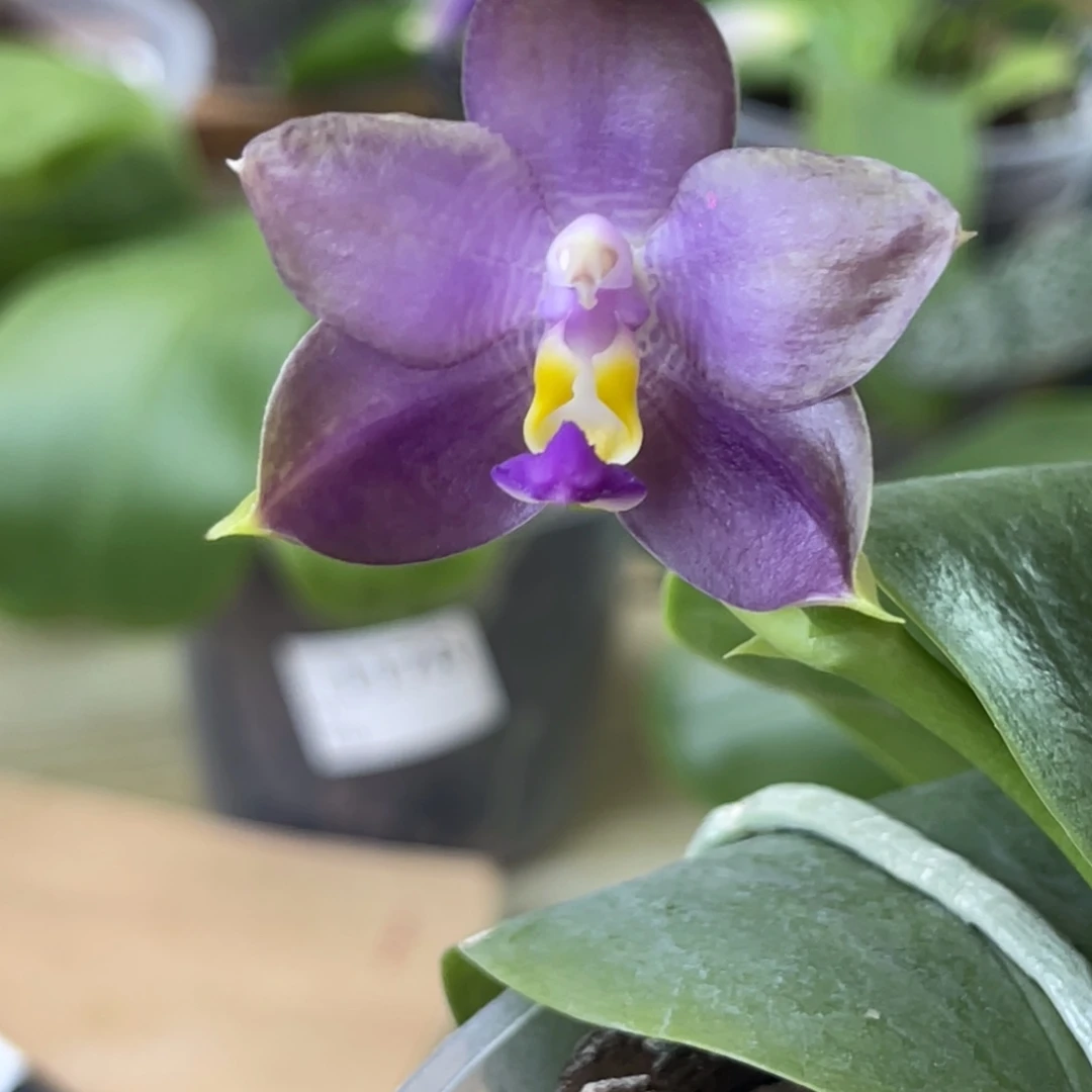 完全开放盲盒-福利-1043