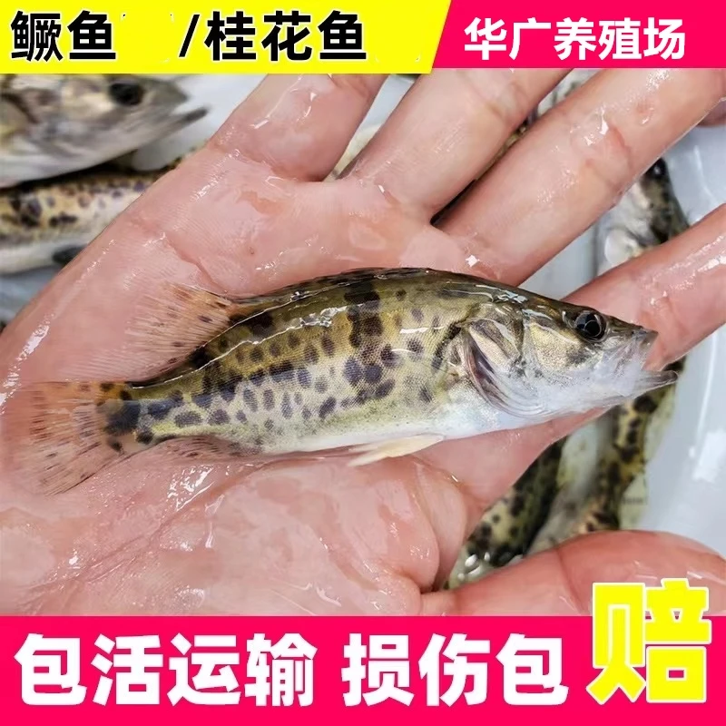 鳜鱼桂鱼苗淡水养殖观赏鱼翘嘴鳜红纹桂鱼斑鳜活体鳜鱼鱼苗