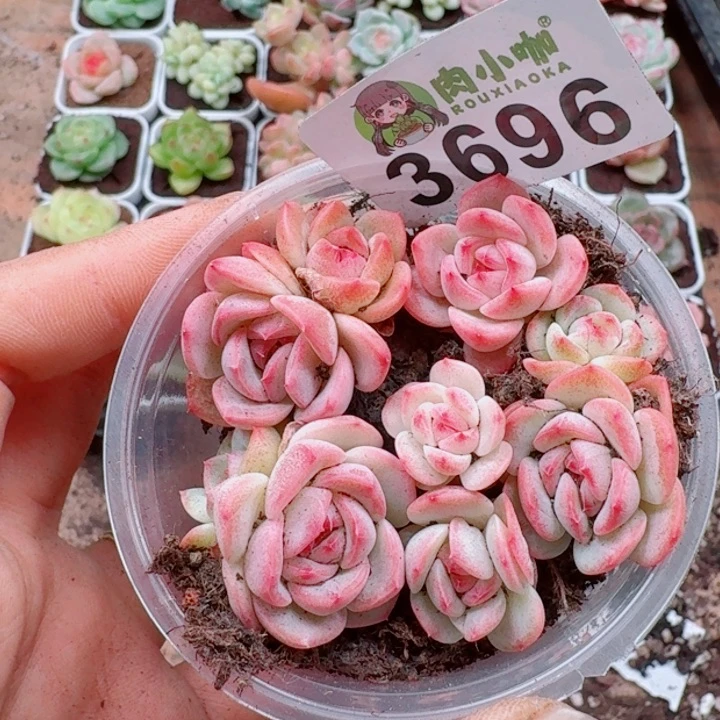 多肉植物多肉植物