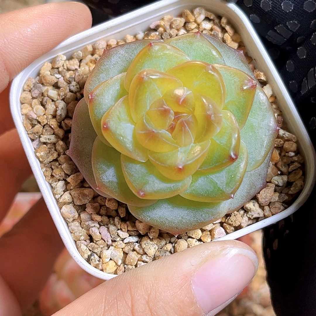 E891一物一拍 轻颜