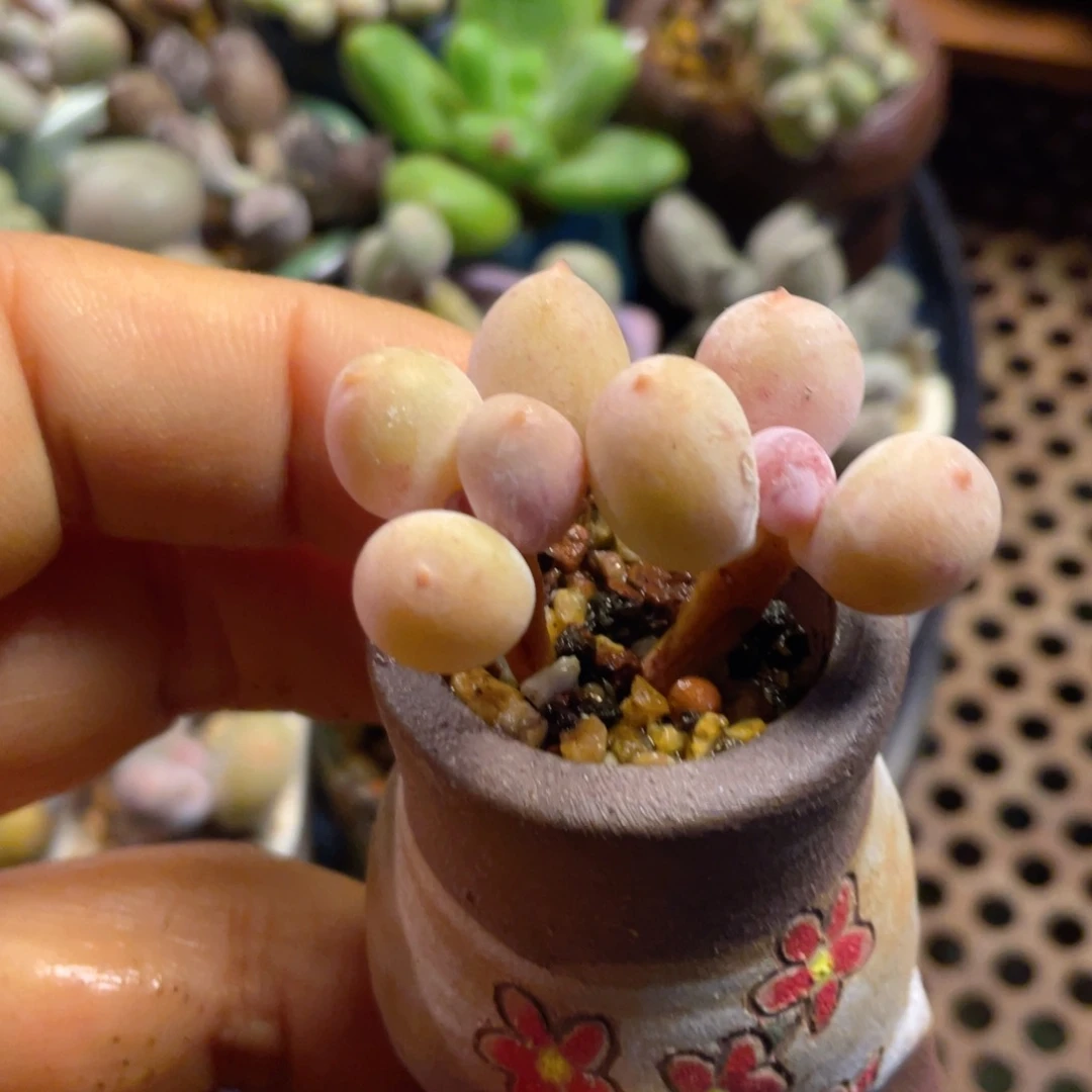 彩虹奶酪没盆奶酪