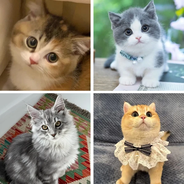【全品类猫咪】金银渐层布偶美短曼基康缅因等