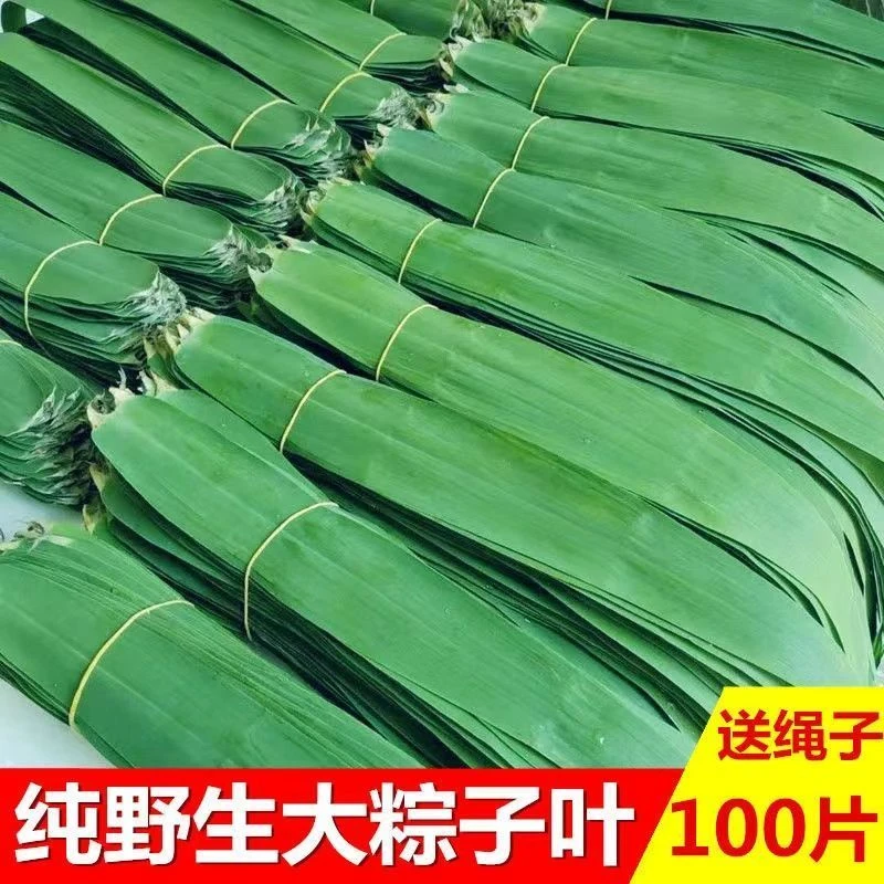 大别山野生新鲜大粽叶端午节裹粽子叶宽大号专用非干叶
