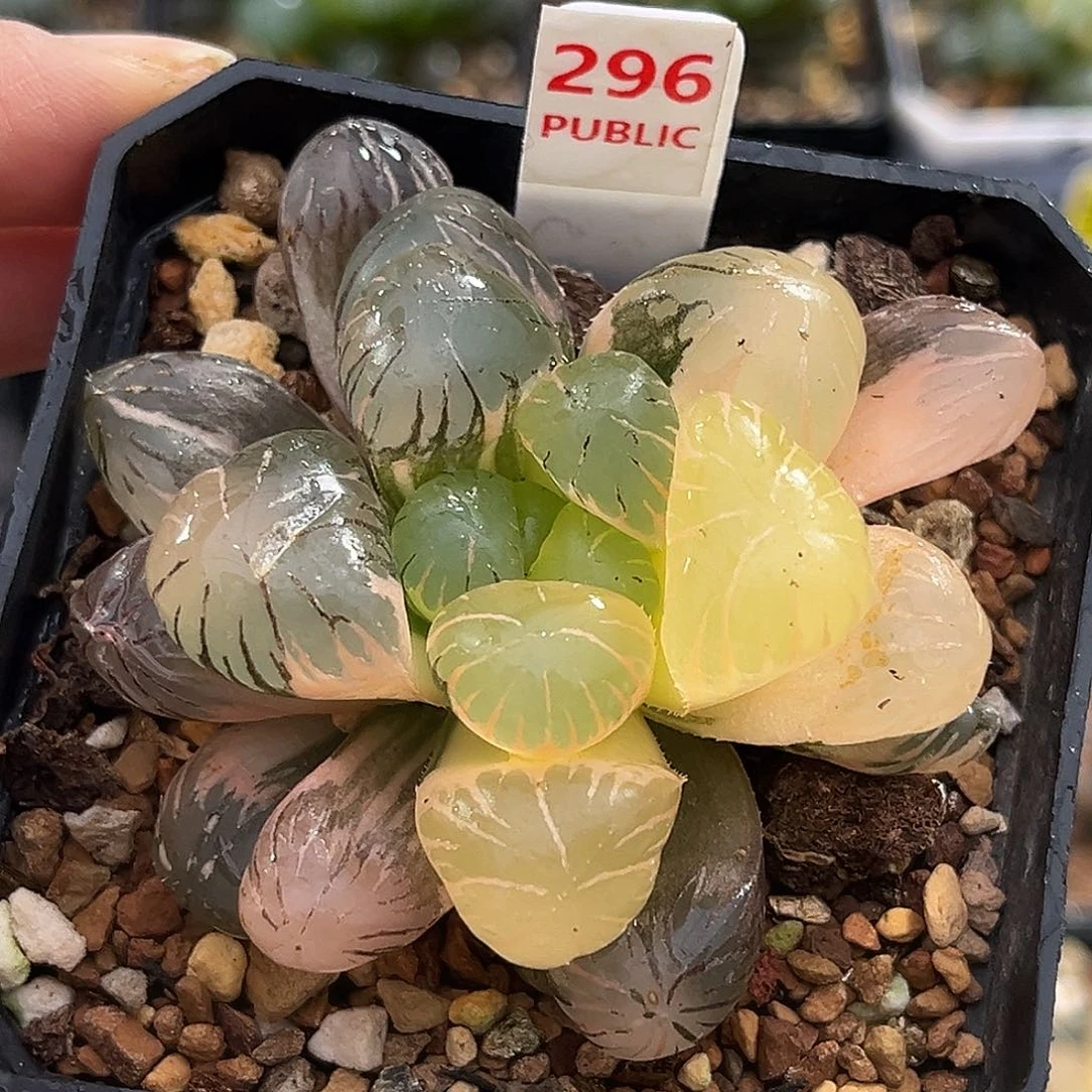 296孔明灯玉露锦福利