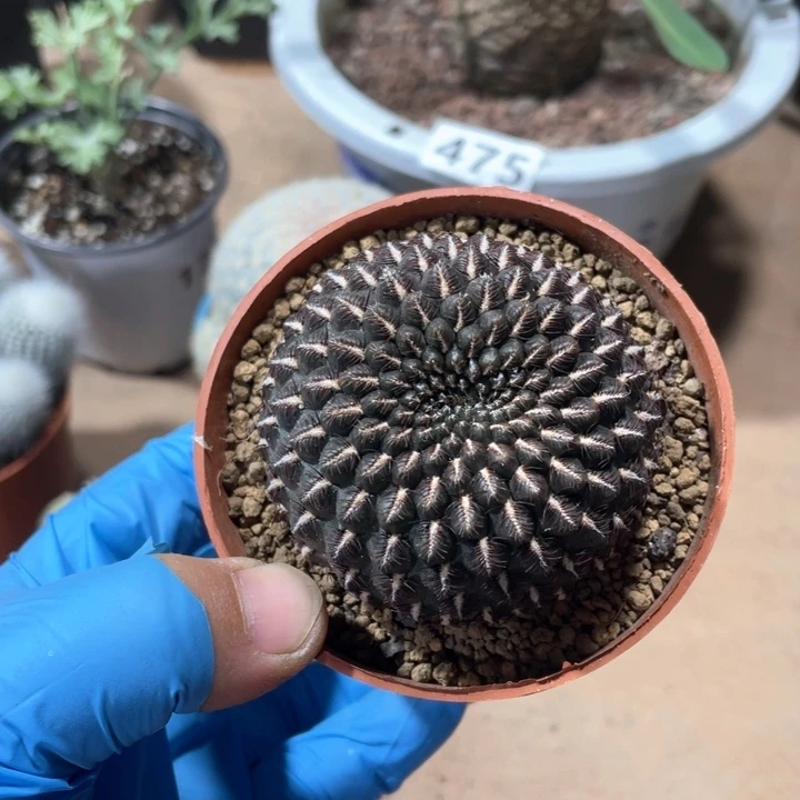 夏*533乌金丸仙人球