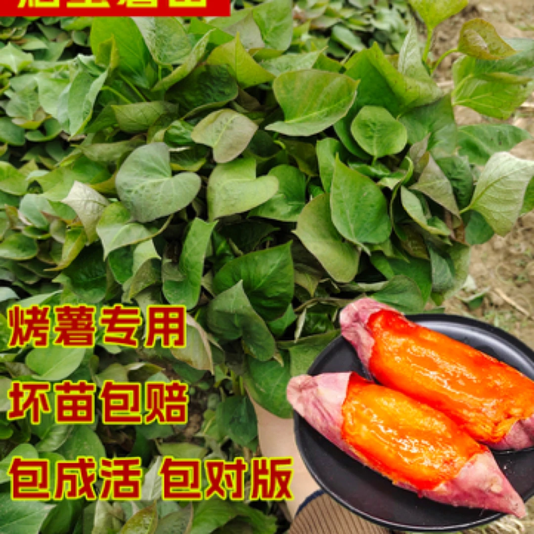 流油蜜薯苗子红薯糖心红薯苗烤地瓜专用红薯种苗番薯秧脱毒原种苗