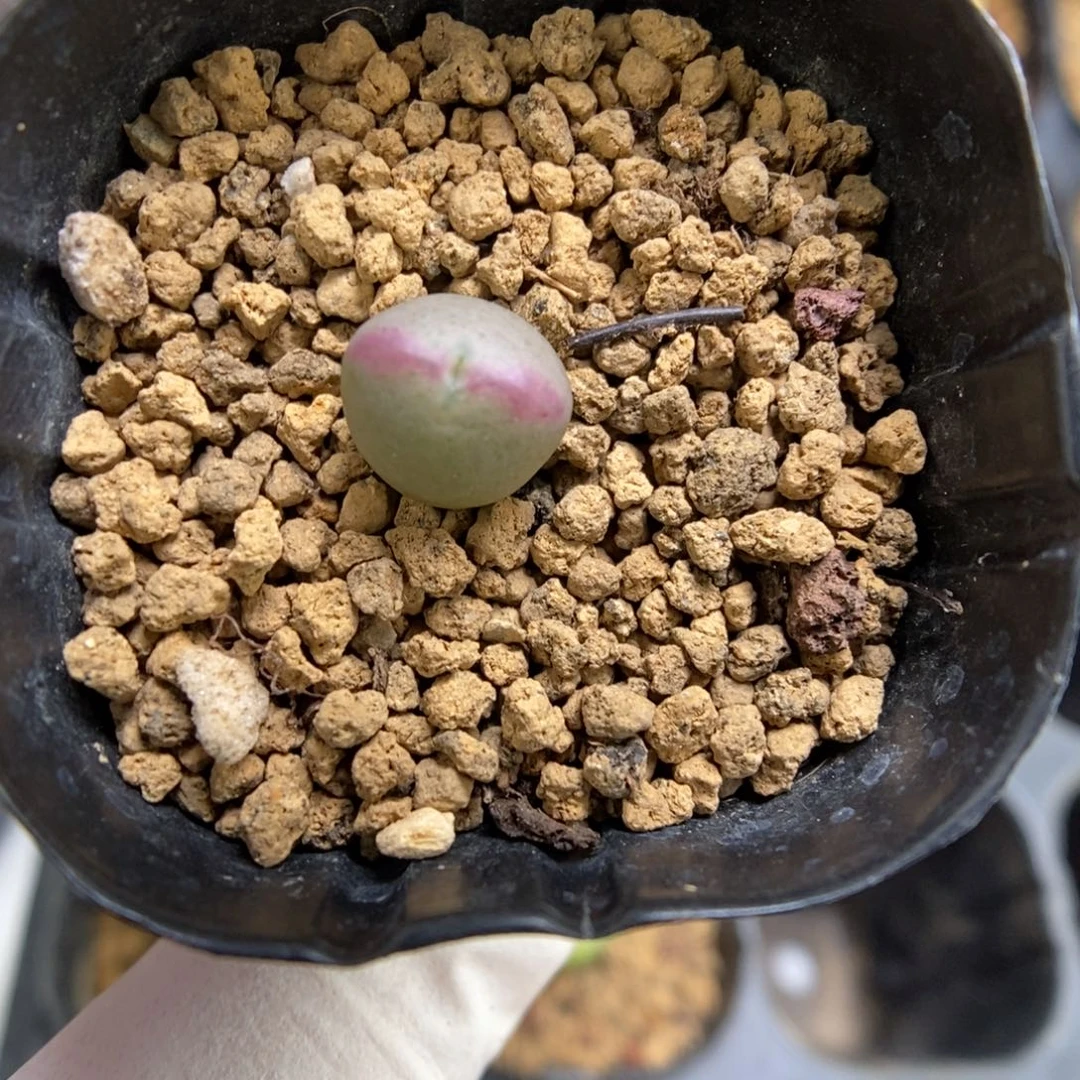 多肉植物肉锥杂交K-4366 将杂