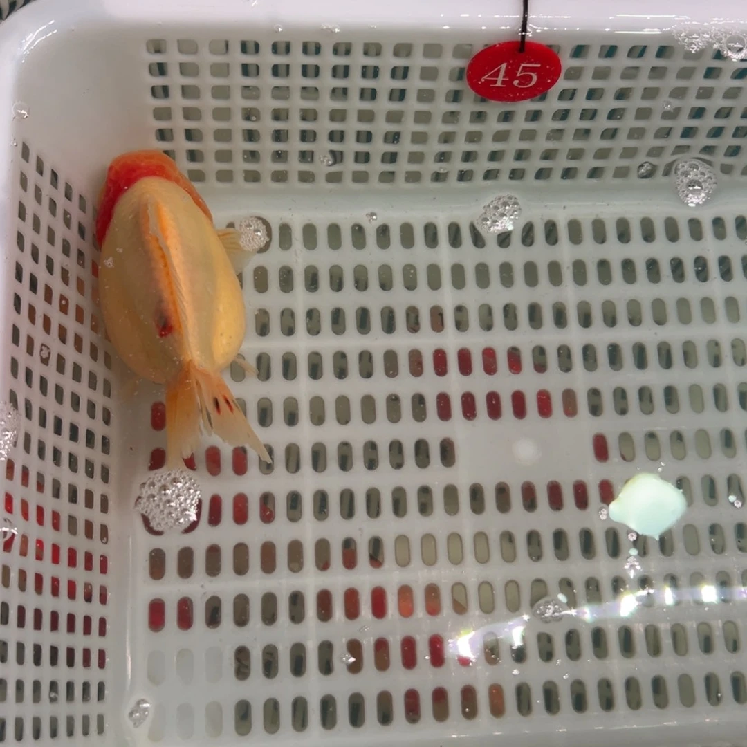 邵***爷金鱼你好吗我想和您