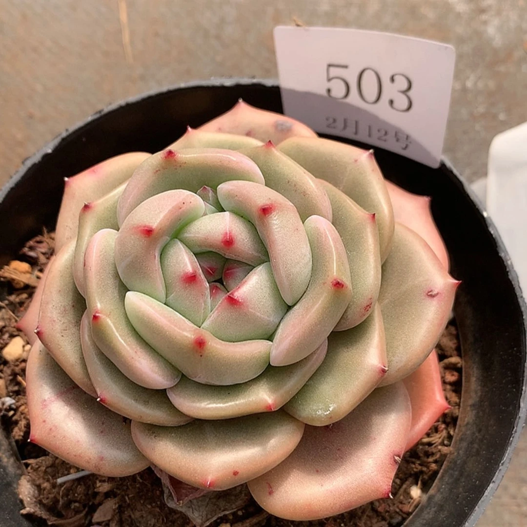 【闪购商品】云503