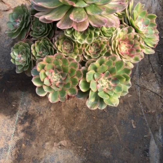 山***源无花朵半糖荔枝法师多肉植物276号