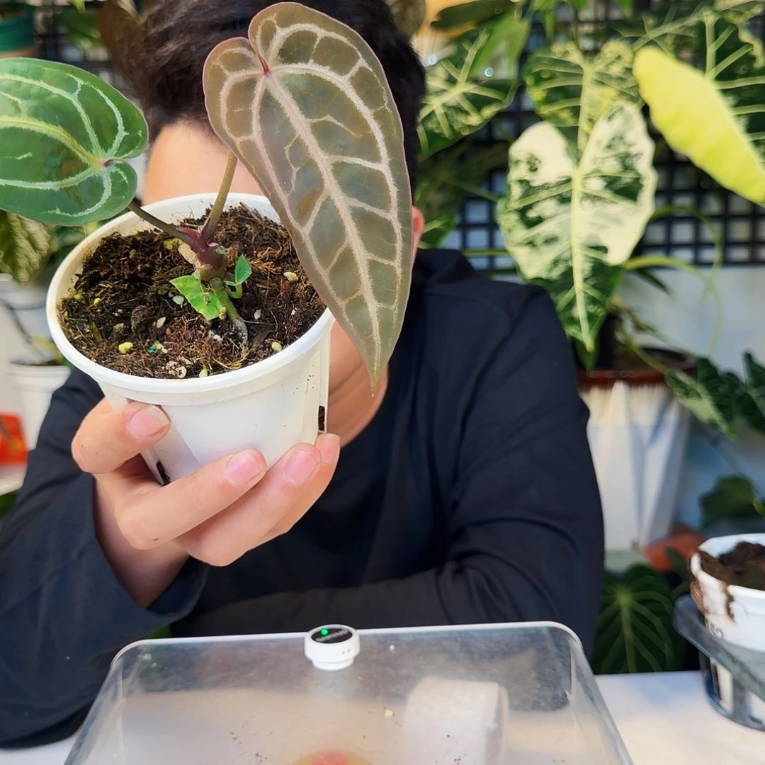 不开花植物R54红水晶f2杂流星