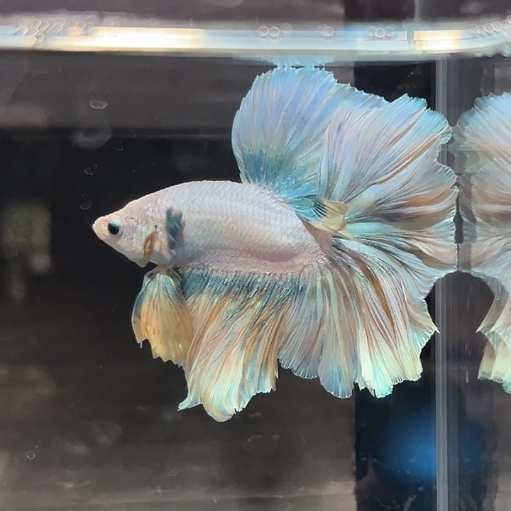 斗鱼62号柠檬海盐