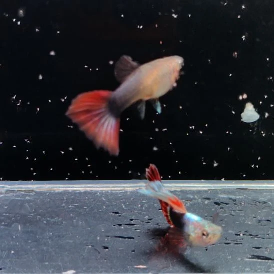 孔雀鱼礼服红尾豹点一对