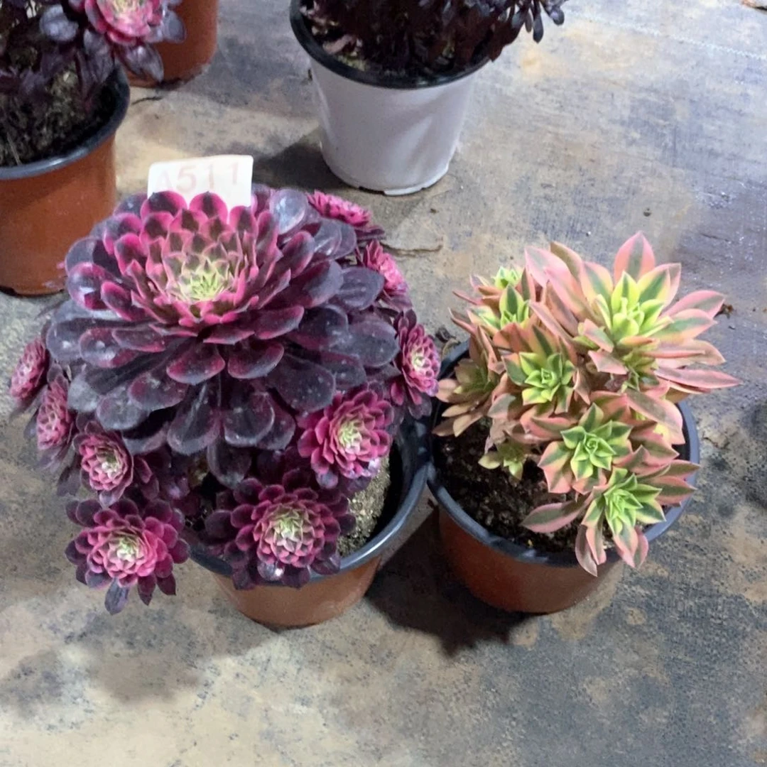 嫩桩黑铜白511多肉法师植物