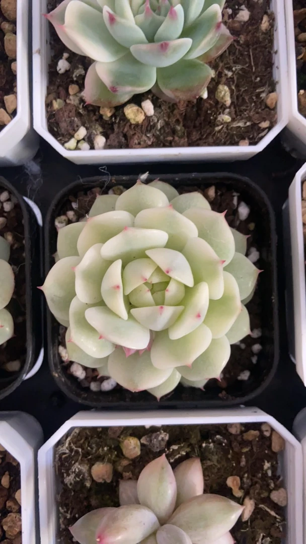 福利老船长锦多肉