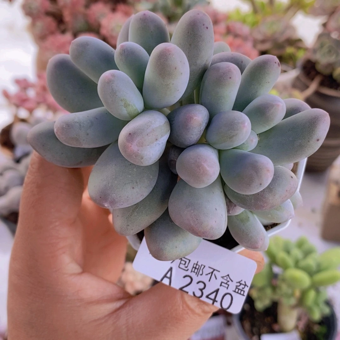 米可8cm2340多肉植物