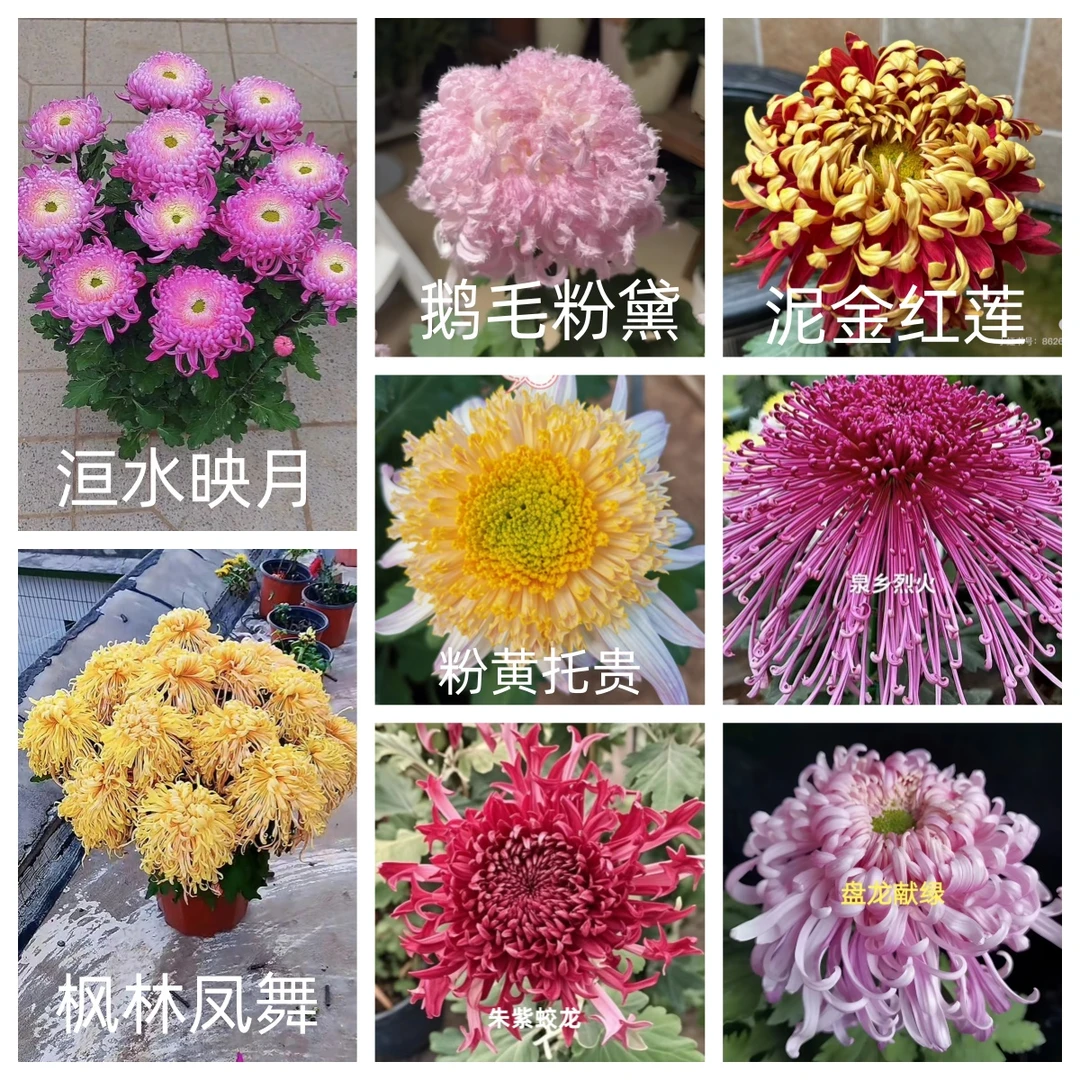 福利【鹅毛粉黛++映月+红莲+粉托贵+凤舞+朱紫蛟龙+献绿+烈火】