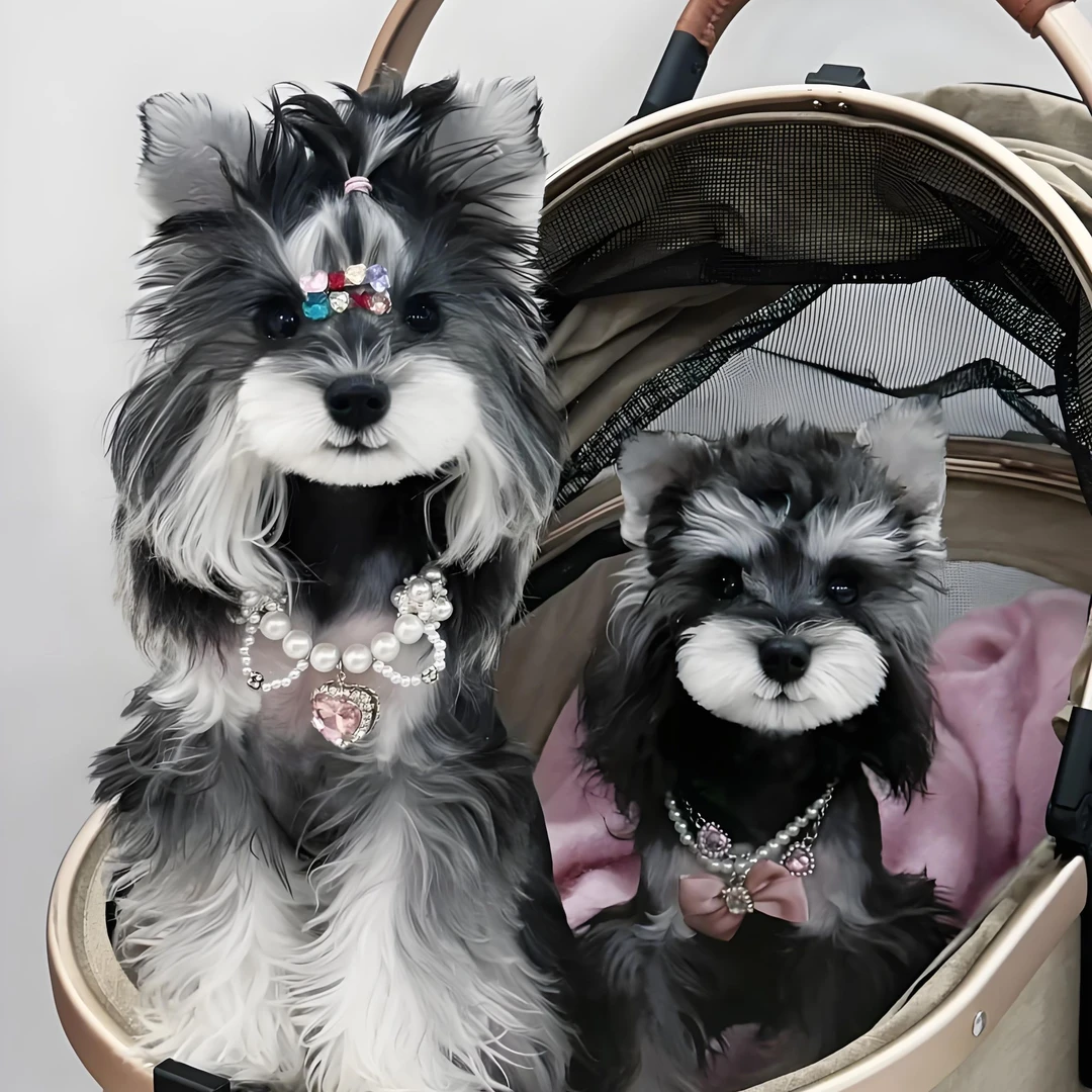 标标宠物精品雪纳瑞（活体幼犬链接）