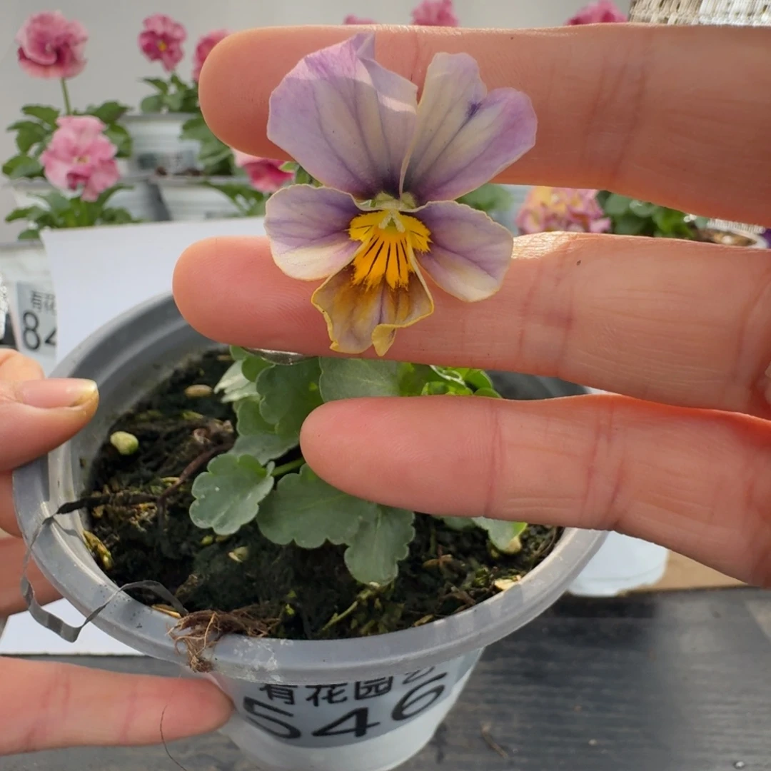 无花朵546号角堇