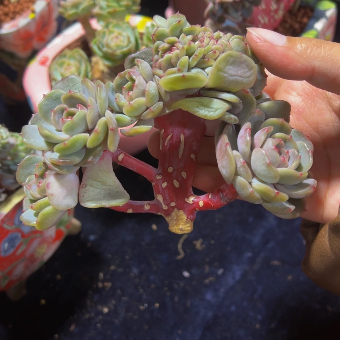 红恋小树缀 天天开心