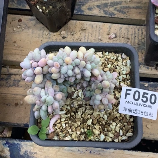 随***心汤圆缀化050 亏本处理不退不换7-8天发货