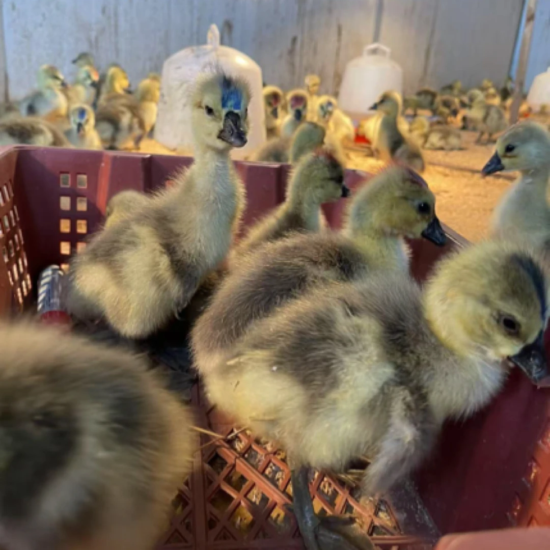 宠物特大（狮头）鸭鹅活体包邮坏单包赔